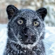 Black Panther / Bets