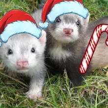 НЕ ПРОМО НА САЙТЫ (ХОРЬКИ и БИБИЗОНЫ)