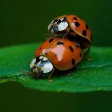 Багиня.орг🐞🐞 форум - сообщество насикомых @Boginya_org, экс ФСН