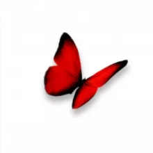 Red Butterfly 18+