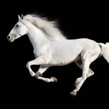 White Horse Betting