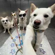 JINDOGS