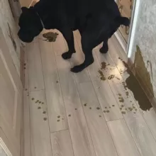 Qq