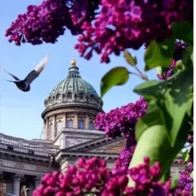 Питерский чат Питер СПб Роза Ветров