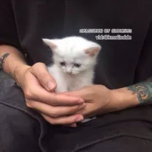 ::𝙿𝙰𝚂𝚂𝙸𝙾𝙽 𝙾𝙵 𝚂𝙰𝙳𝙸𝚂𝙼::