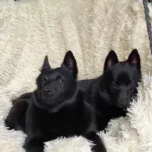 Шипперка +овчарка=♾️🤍