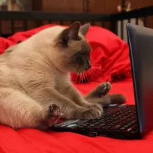 Копирайтинг / печатаем...📝